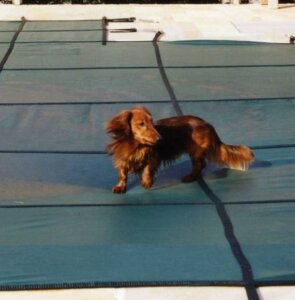 Happy Pool Sicherheitsnetz für Ovalbecken Grün