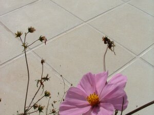 OLYMPIA Terrassenfliesen für Sparta-Beckenrandsteine 500 x 500 x 35 mm