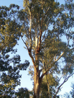 Eukalyptus-Citro