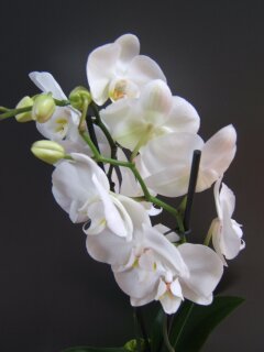 Orchidee